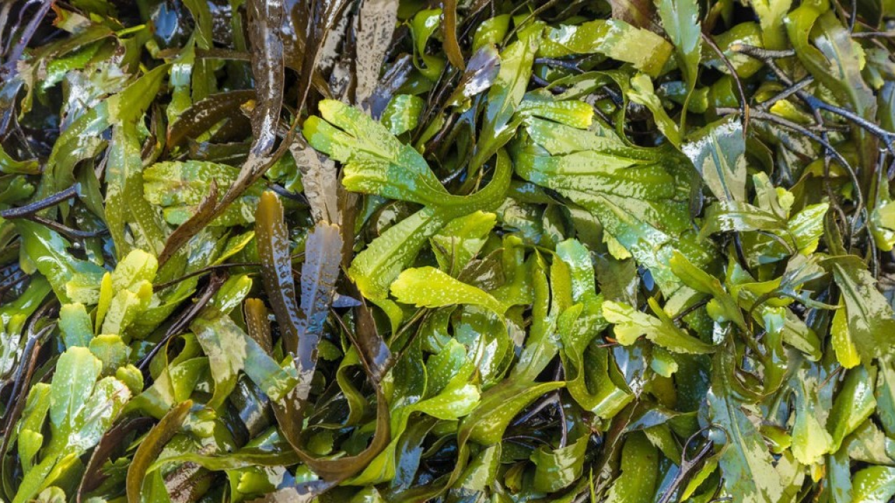 Giornata Mondiale della Salute: il benessere arriva dalle alghe Irlandesi