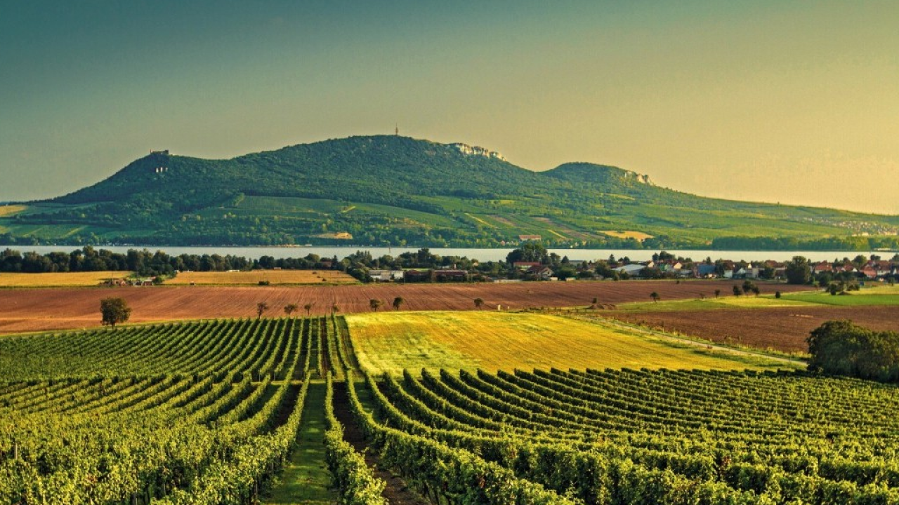 Bressanone: Viaggio nella culla dei grandi vini bianchi d'Italia