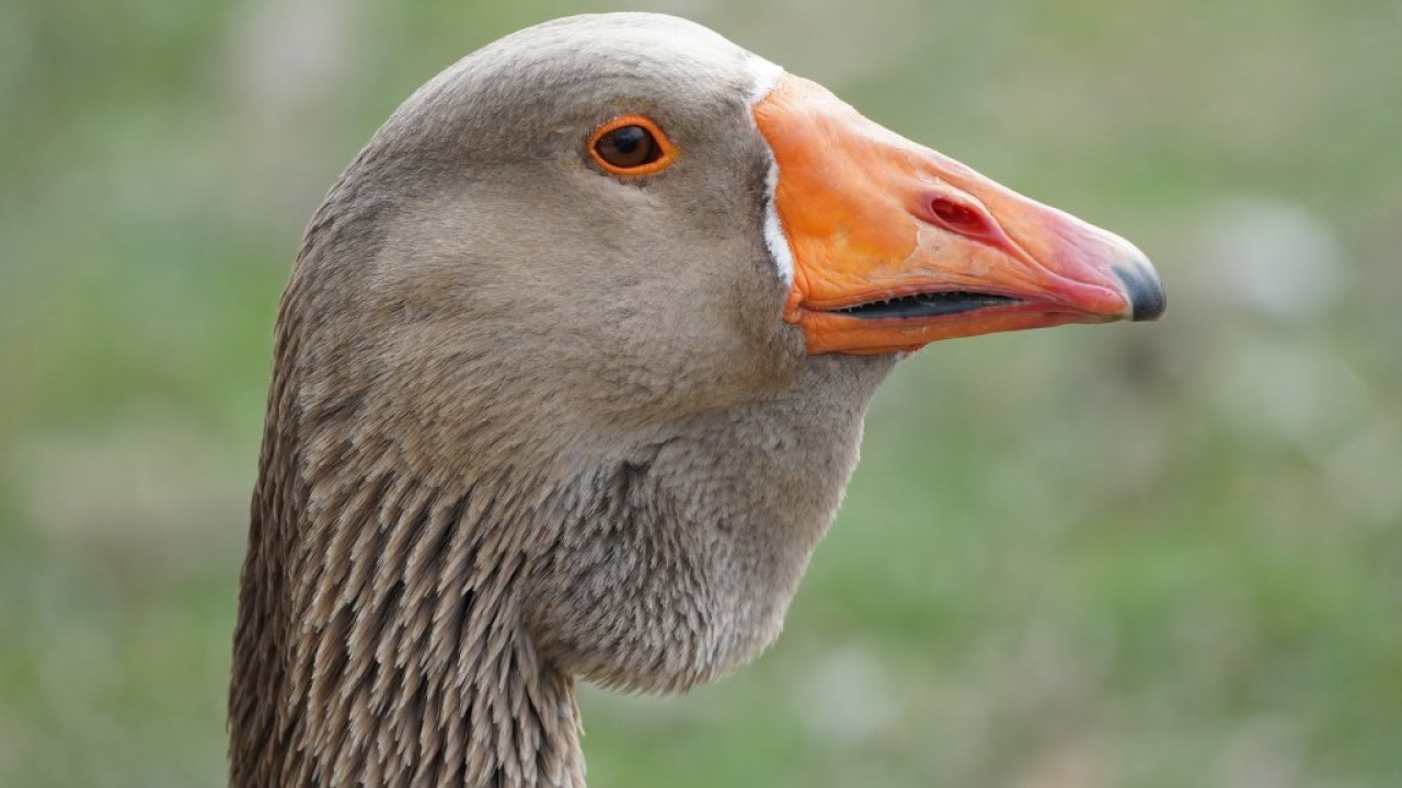 Foie gras: 40 eurodeputati ne chiedono il divieto alla Commissione Europea