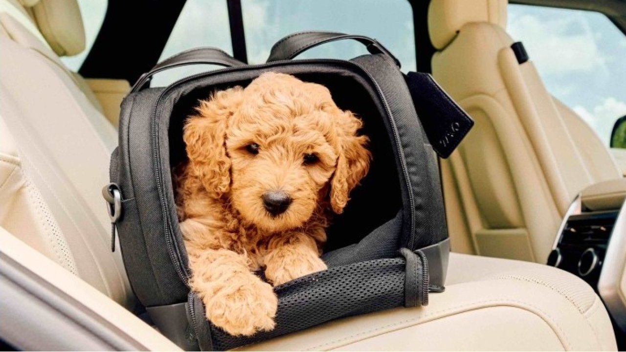 Arrivano i “Pet Safety Days by Tavo”: divertimento e informazione per viaggiare sicuri con i pet