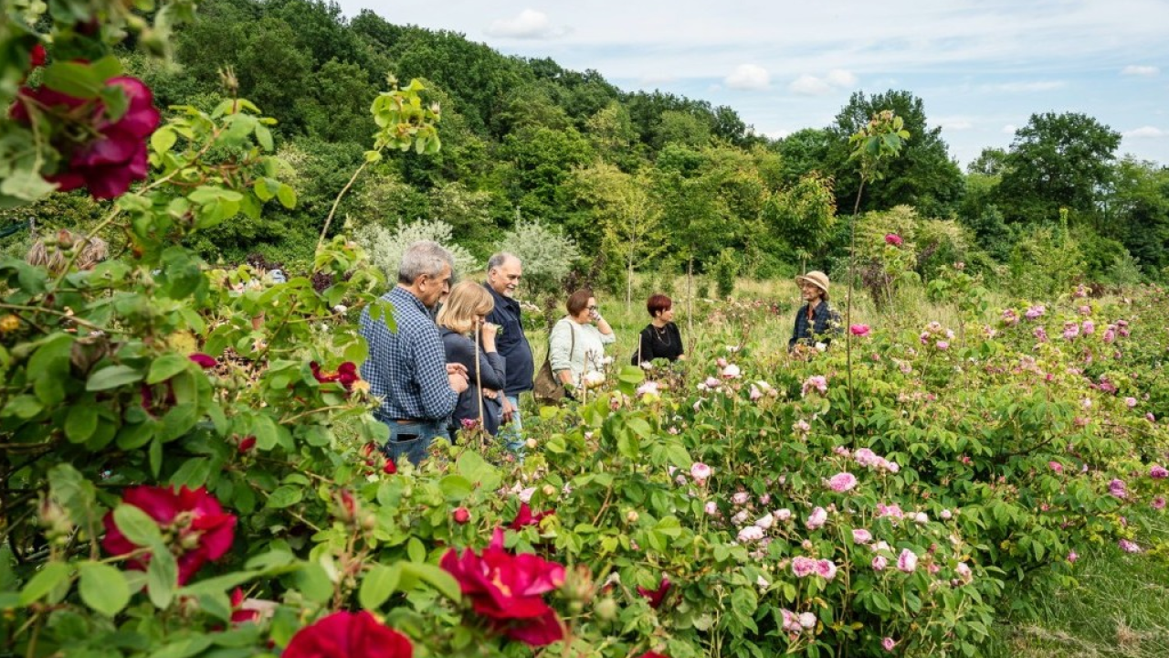 Festival del Verde 2026: Torino si trasforma in un laboratorio a cielo aperto tra acqua e radici