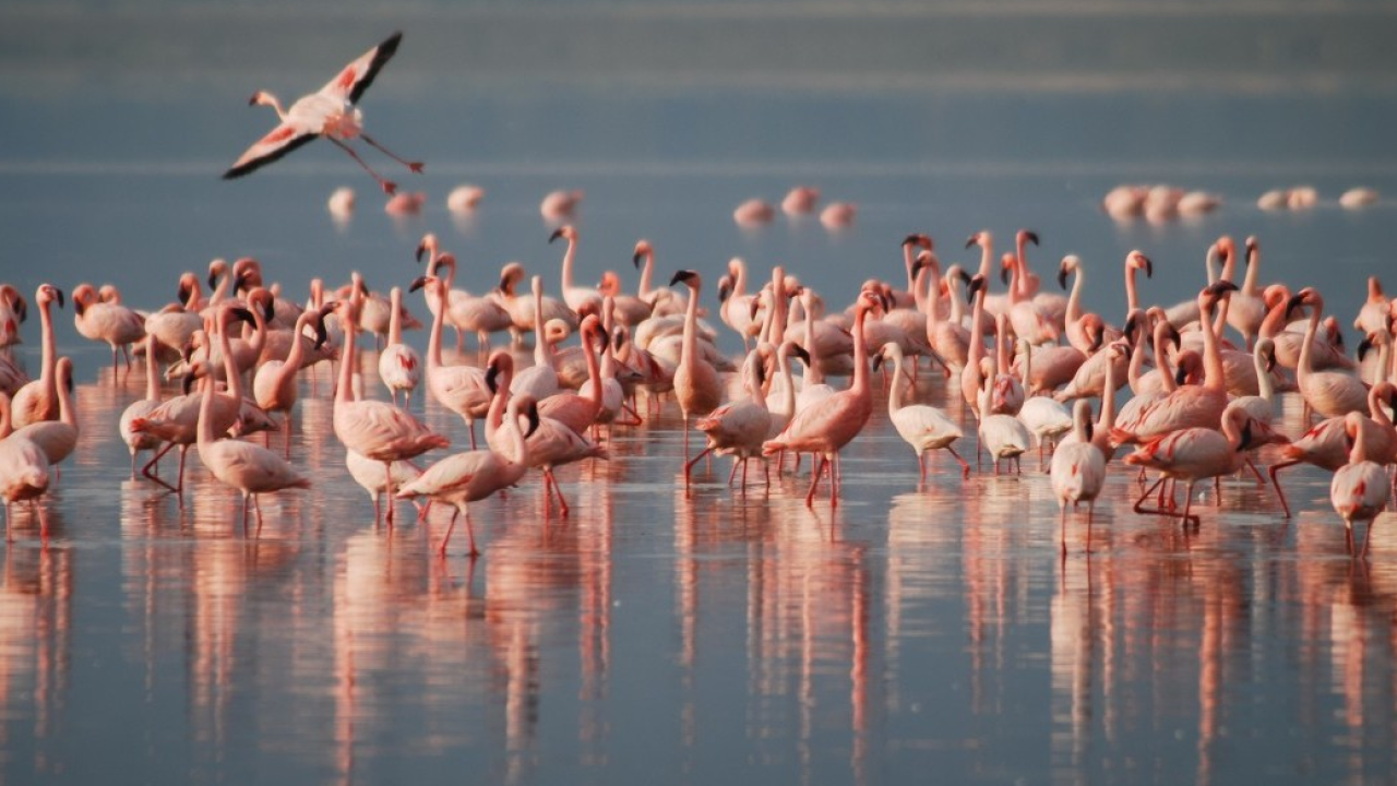 Arriva la “Primavera delle Oasi WWF”: un mese per liberarsi nella natura italiana