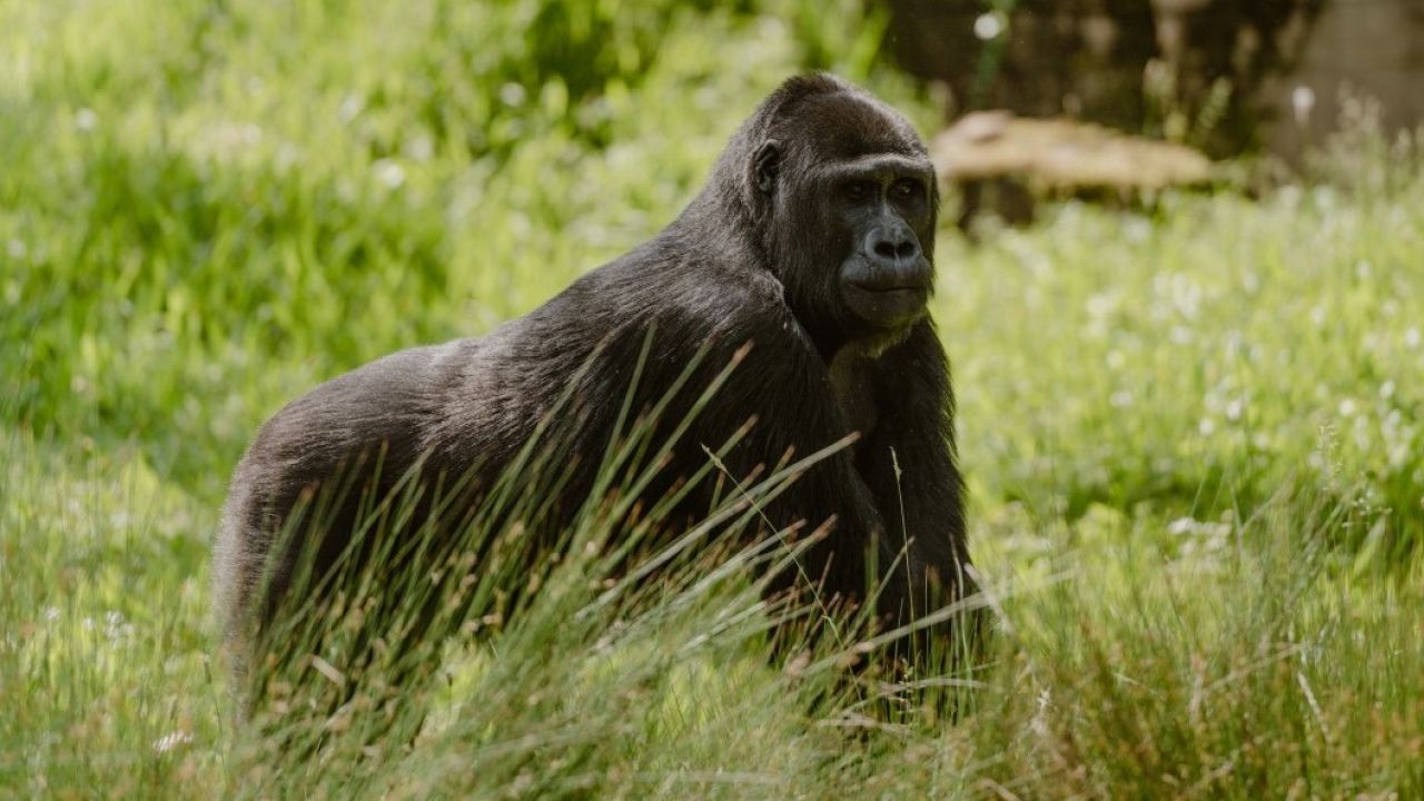 Uganda: safari esclusivo nella perla del continente africano