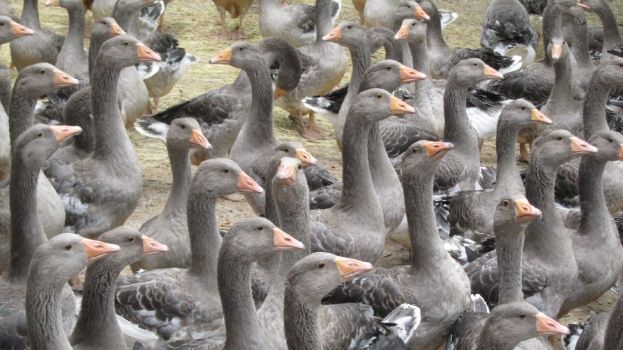 Il Brasile verso il bando storico del foie gras: una vittoria per il benessere animale