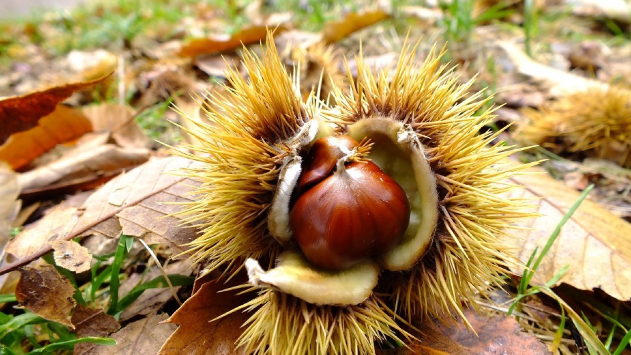 Castanetum Flower Festival 2026: l’Italia celebra la magia dei castagneti in fiore