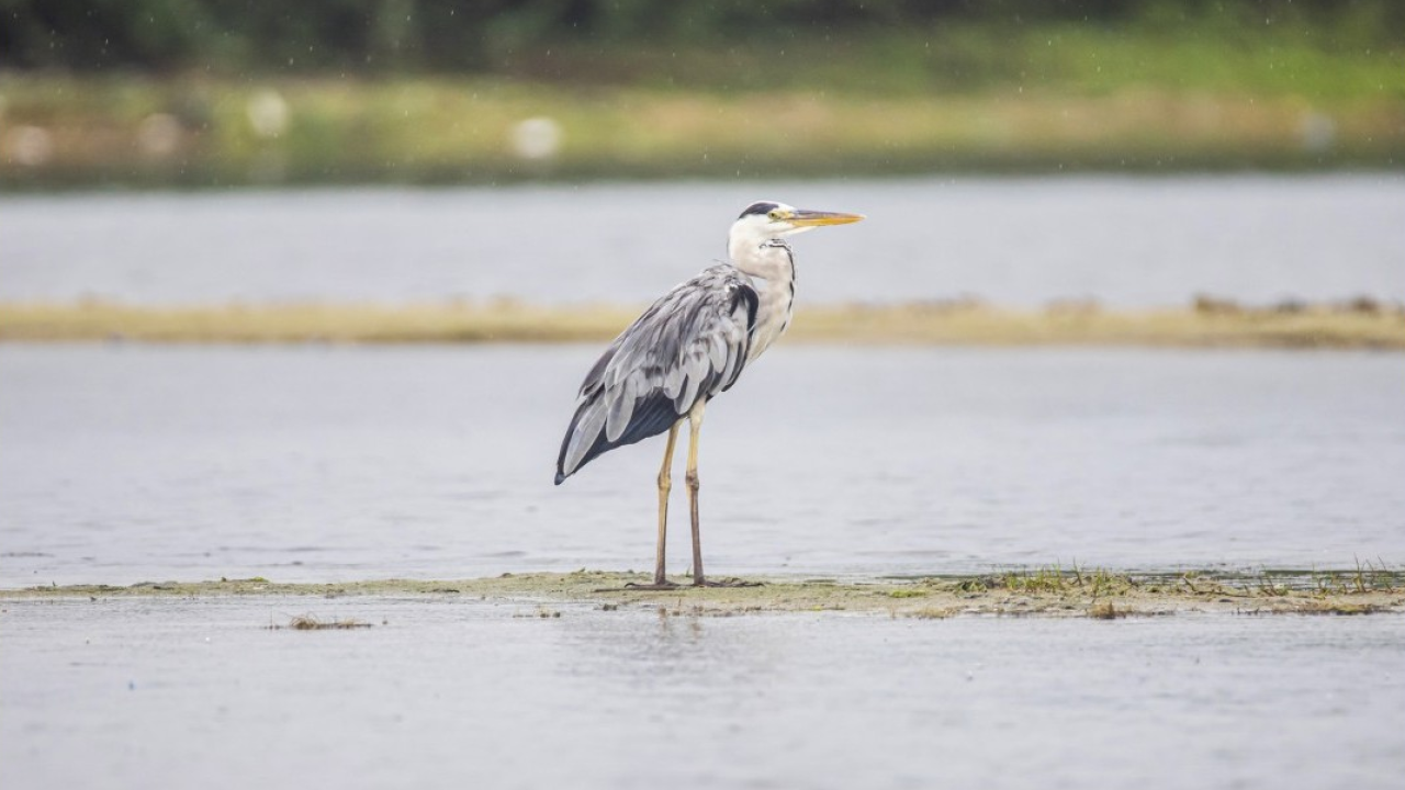 Primavera delle Oasi WWF: l'appello per salvare le zone umide d'Italia