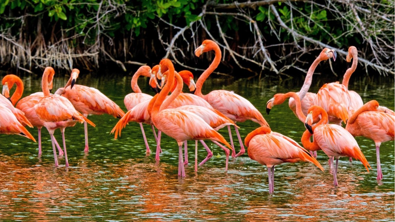 Primavera Oasi 2026: Il WWF celebra i 
