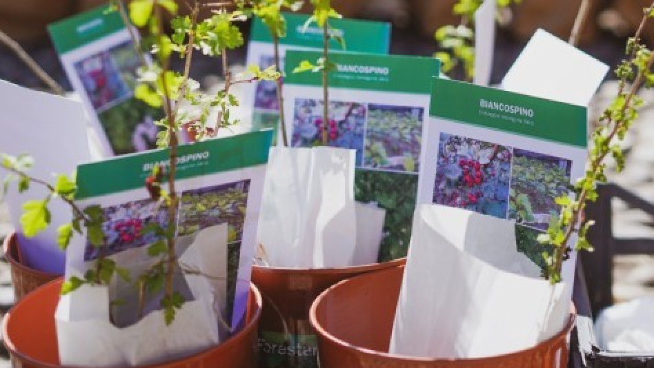 A Milano al via la nuova edizione di Custodiscimi, per diventare custodi del verde