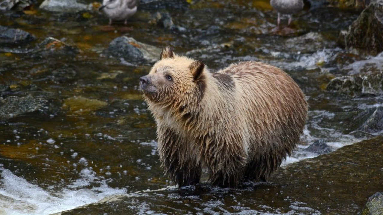 WWF in campo per l’orso marsicano: al via il 