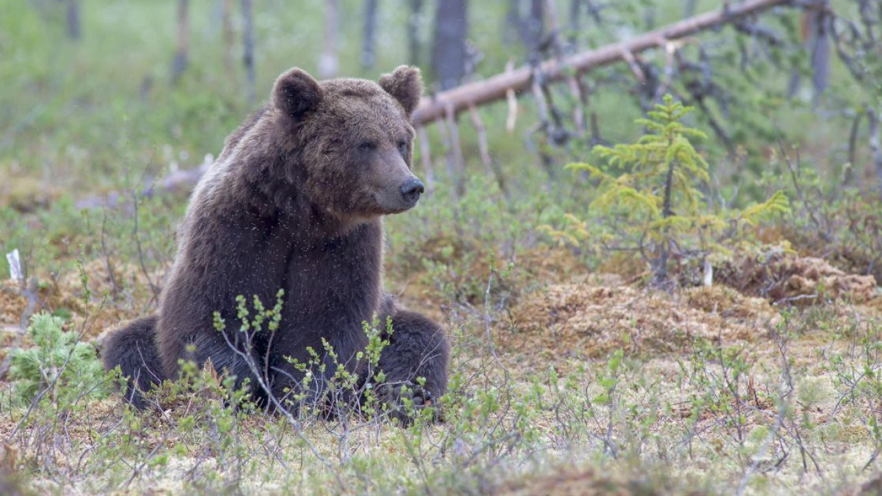 Un mosaico di emozioni d'alta quota: le cinque esperienze estive per scoprire il Parco Nazionale Gran Paradiso