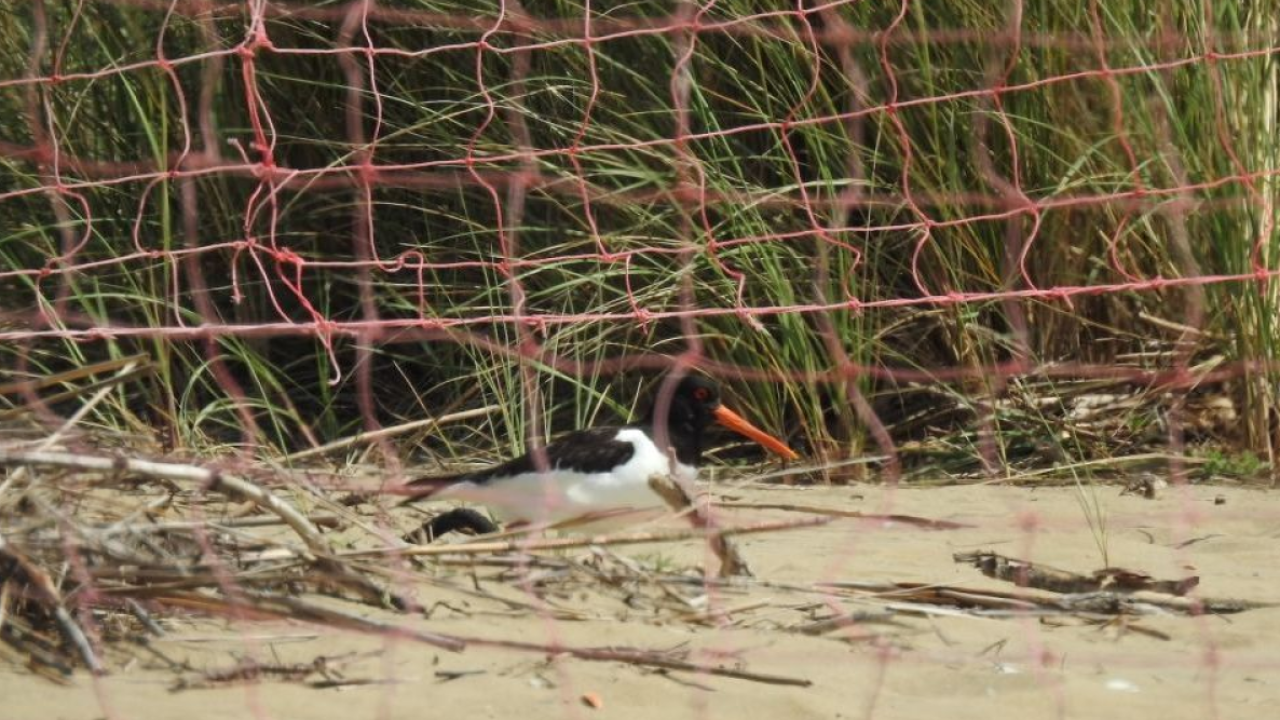 Bibione sempre più green: dopo il fratino, anche la beccaccia di mare sceglie la spiaggia veneta per nidificare