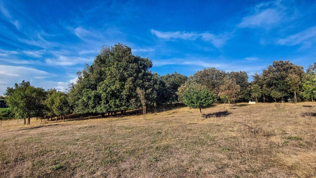 Il Parco dell’Appia Antica “dà voce” agli alberi storici: arrivano i sensori linfatici Plantvoice nel Bosco Sacro