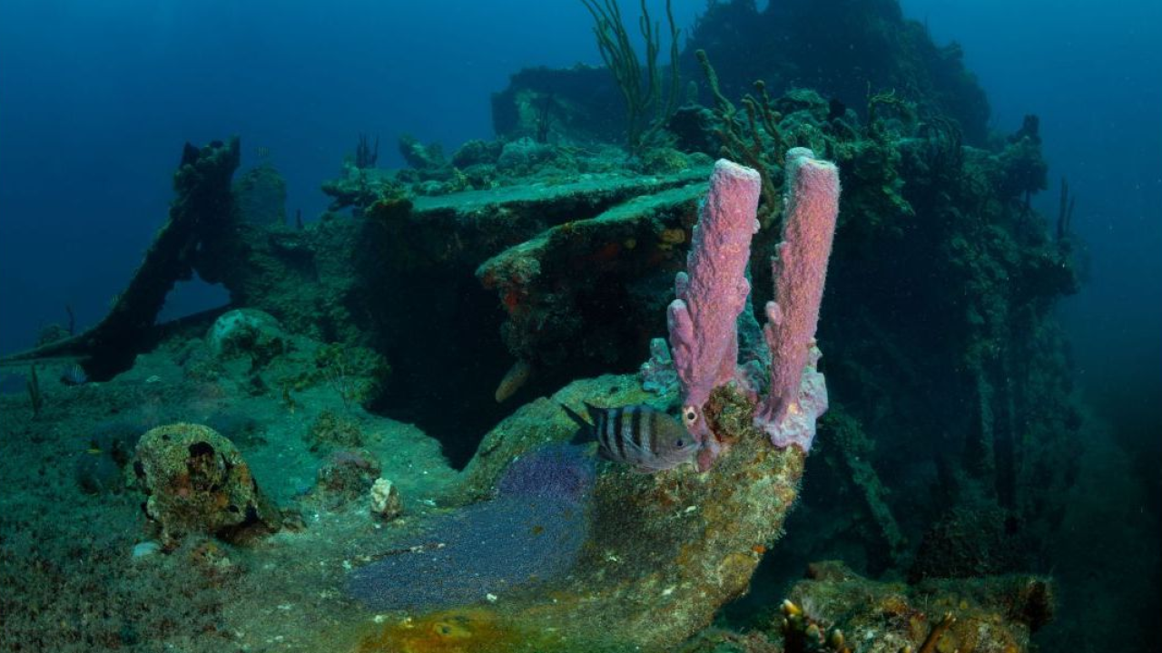 La BVI Wreck Week torna dal 21 al 27 giugno 2026, per celebrare il mare e la conservazione delle Isole Vergini Britanniche