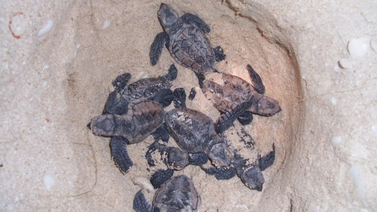 Al via i monitoraggi WWF: le spiagge italiane si preparano ad accogliere le tartarughe Caretta caretta