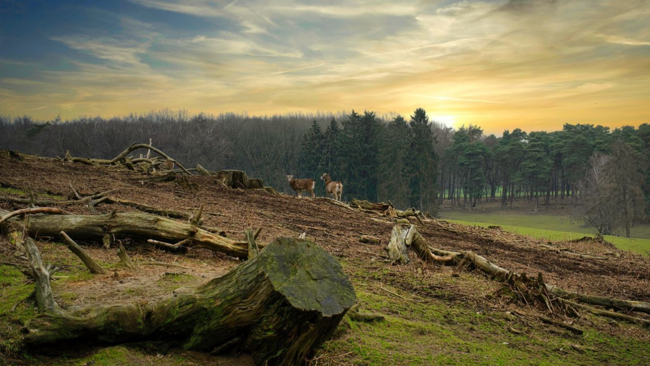 Deforestation Made in Italy: l’impatto nascosto dei nostri consumi sulle foreste globali