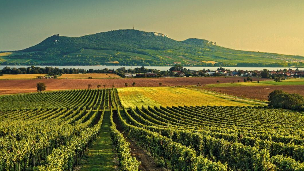 Estate tra le vigne dell’Alto Adige: un viaggio slow tra natura, gusto e ospitalità