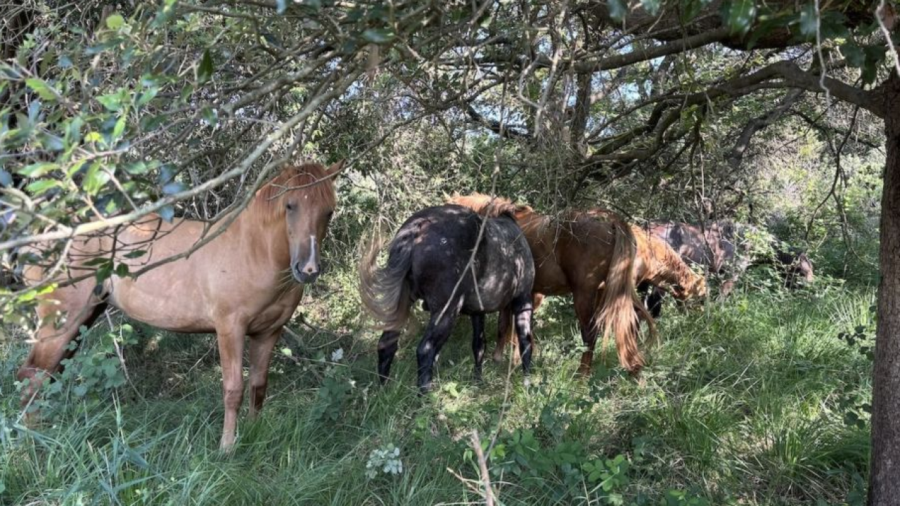 Bibione, la natura torna protagonista: i puledri 