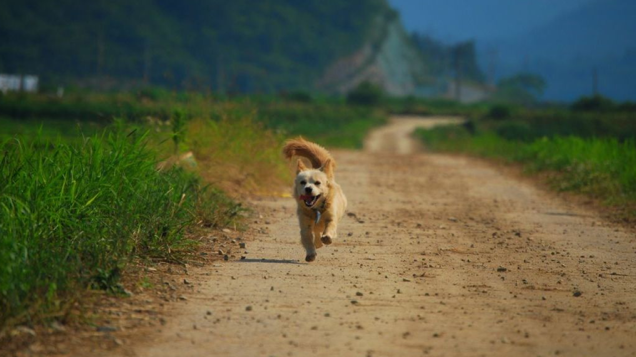 I cani e i gatti italiani sono i più fuggitivi d’Europa: ecco l’identikit dei pet in fuga