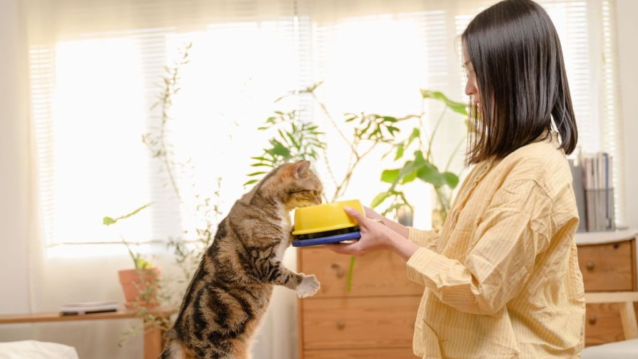 Umanizzazione della dieta dei pet: i rischi per la salute durante l'estate