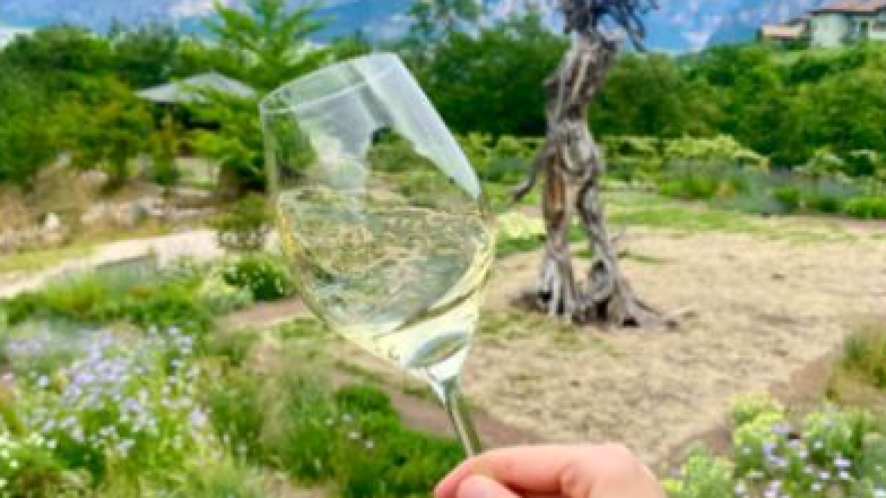 Maso Poli accende l’estate trentina: un viaggio tra vigneti e sapori autentici