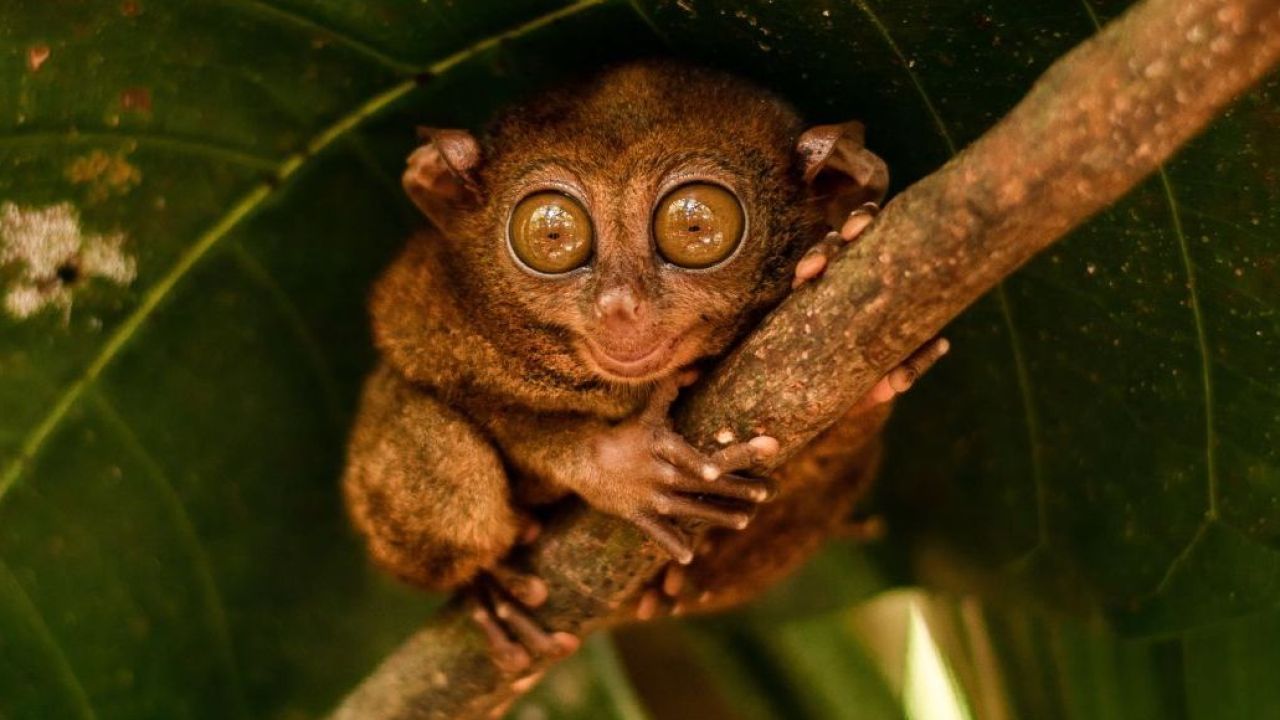 Filippine autentiche: il viaggio di KIBO tra natura rigogliosa e bellezza essenziale