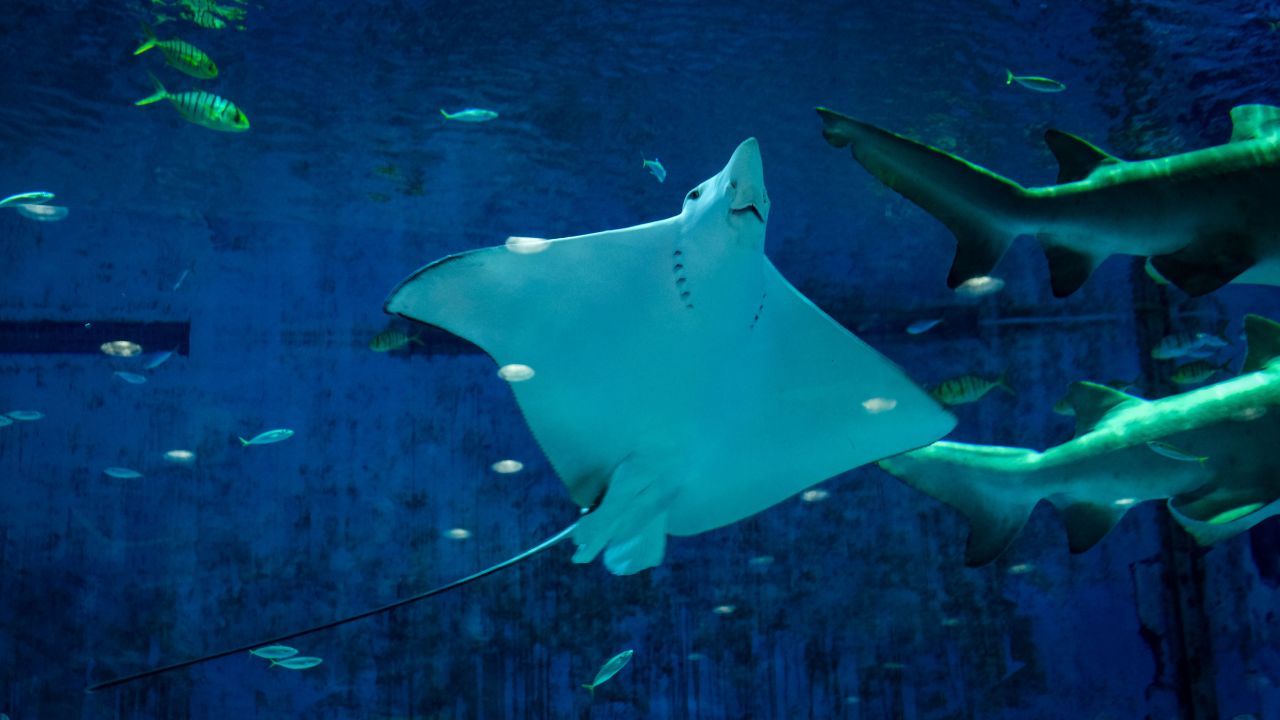 Giornata Mondiale degli Squali: dal Golfo di Trieste un metodo innovativo per proteggere razze e mitilicoltori