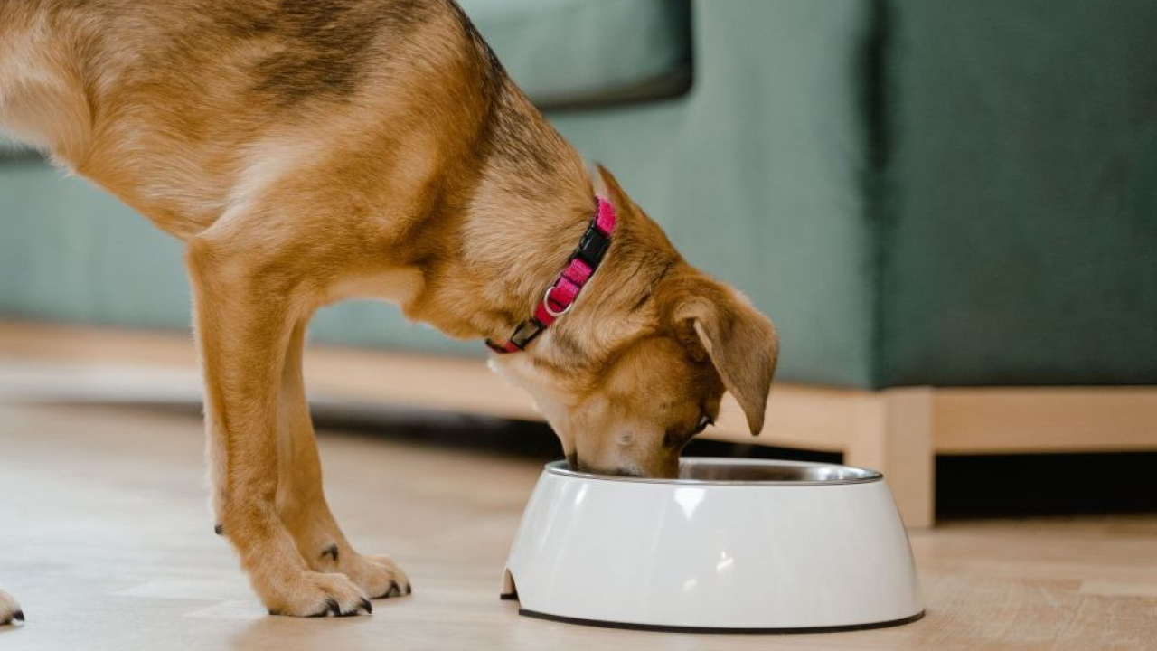 Cani e gatti: dal “Longevity Feeding” al “Pet Biohacking”, ecco i 10 trend che guidano l’alimentazione del futuro