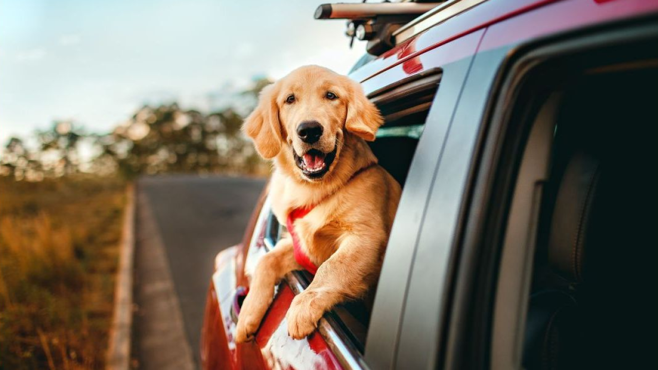 Pet travel mania: il 54% delle persone viaggia con il proprio animale e l'Italia entra nella top 10 mondiale