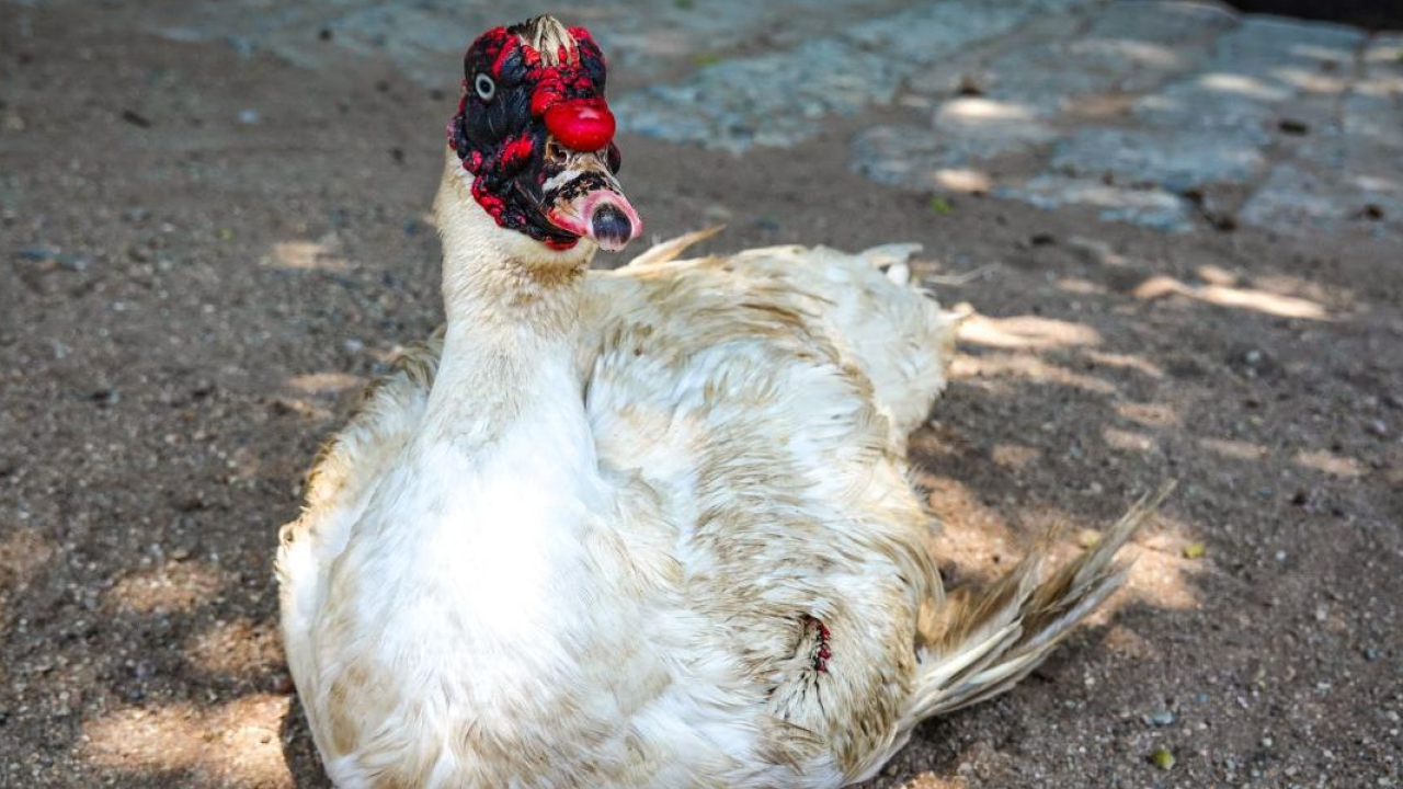 Il Brasile dice addio al foie gras: è il secondo Paese al mondo a vietarne produzione e vendita