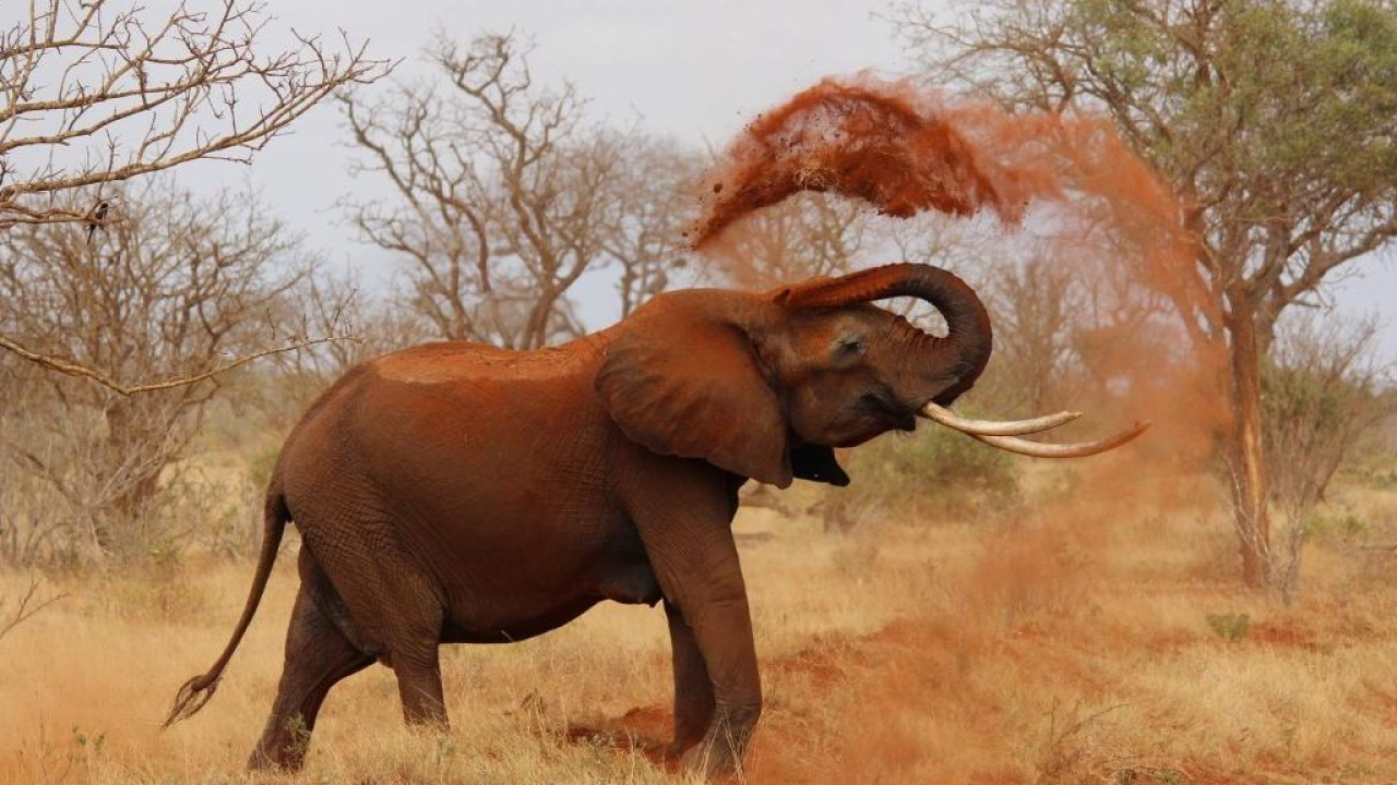 Giornata mondiale dell'elefante: il WWF lancia l'allarme per i 