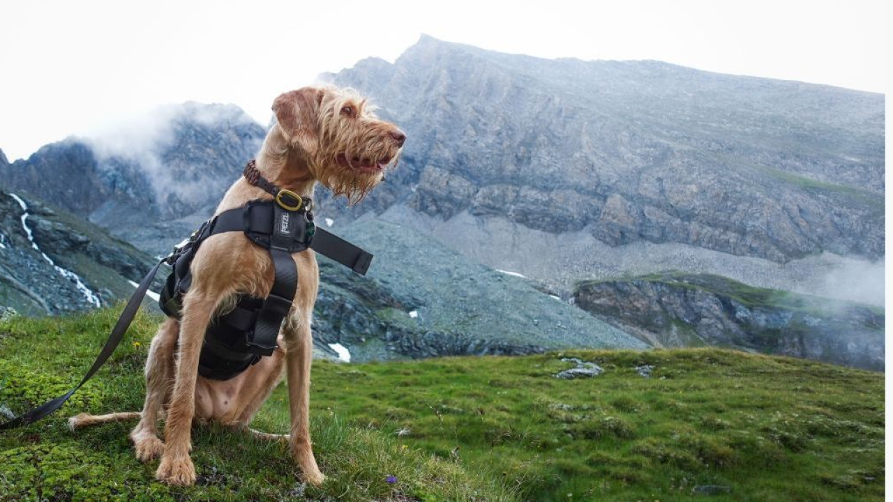 Turismo pet-friendly in costante crescita: boom di acquisti online per ciotole, rampe e antiparassitari