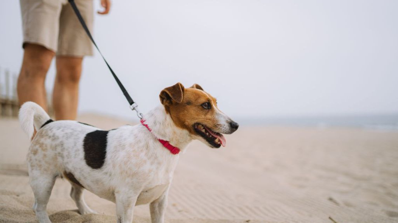 Cani e rientro dalle vacanze: sei consigli pratici per superare lo stress di settembre