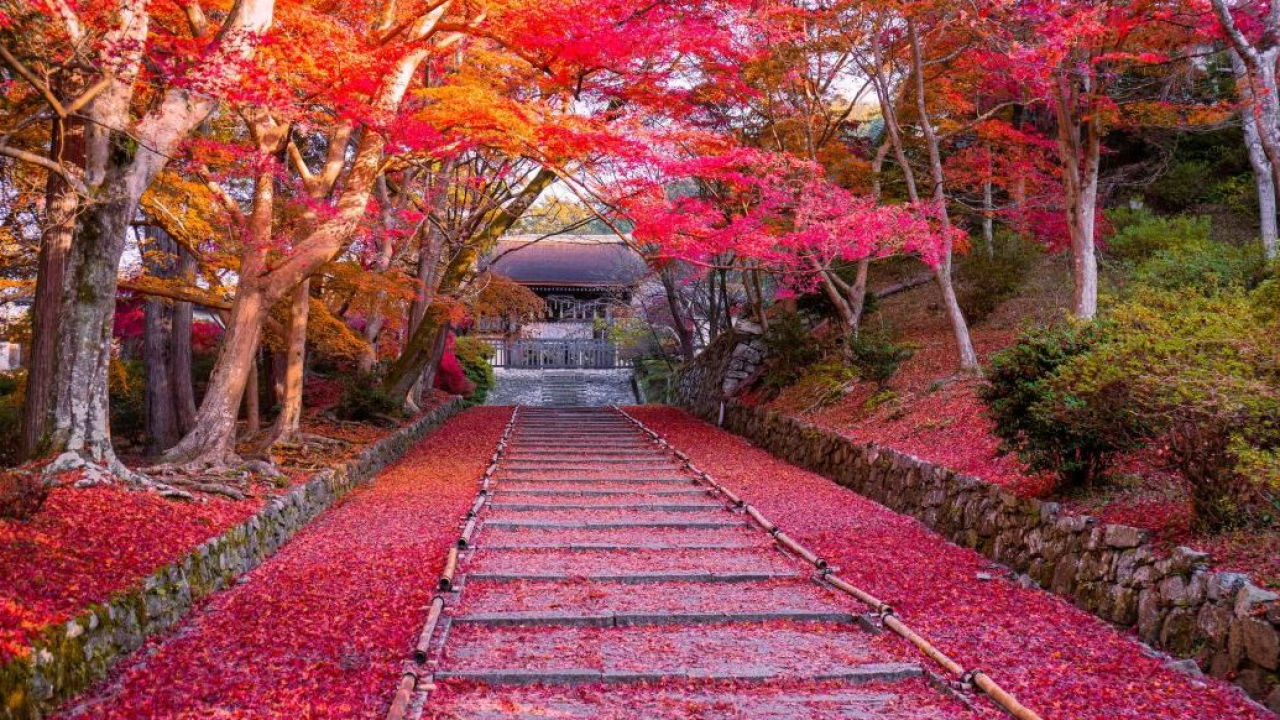 Alla scoperta del foliage in Giappone con un esclusivo tour autunnale firmato 