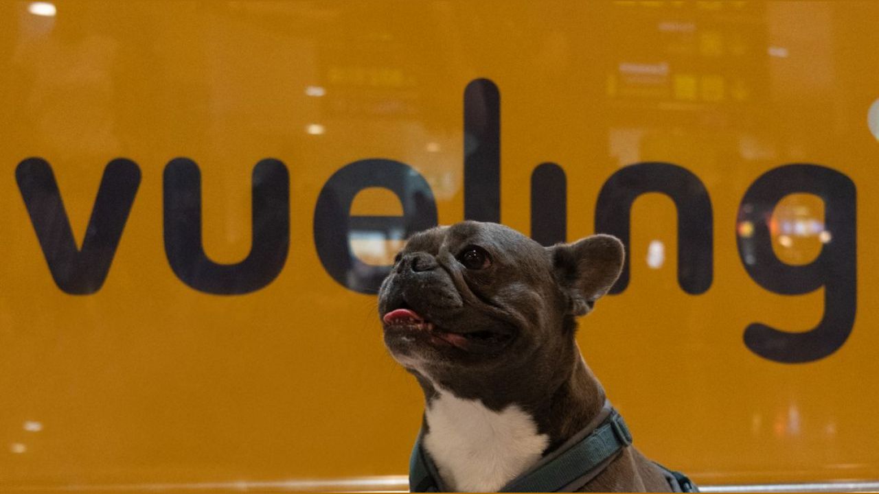 Vueling conferma il trend pet-friendly: oltre 100.000 animali domestici a bordo per il terzo anno consecutivo