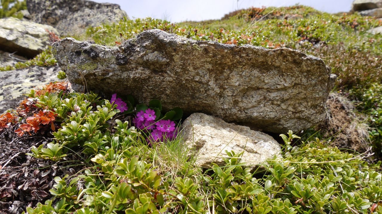 Riscaldamento climatico: sulle cime montuose europee diminuiscono le piante tipiche delle alte quote