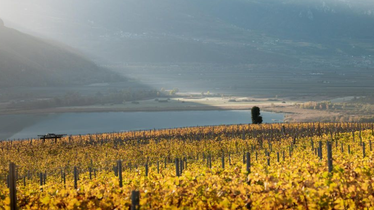 L'autunno in Alto Adige tra vigne, cantine e Törggelen: il viaggio più gustoso dell'anno