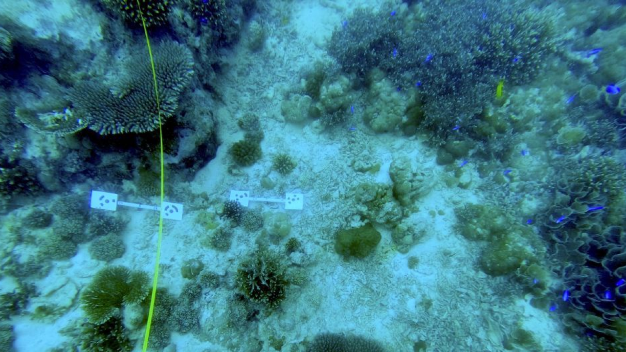 Difese naturali contro le onde: l'Università Ca’ Foscari studia coralli, mangrovie e praterie marine con il progetto SEASTRONG
