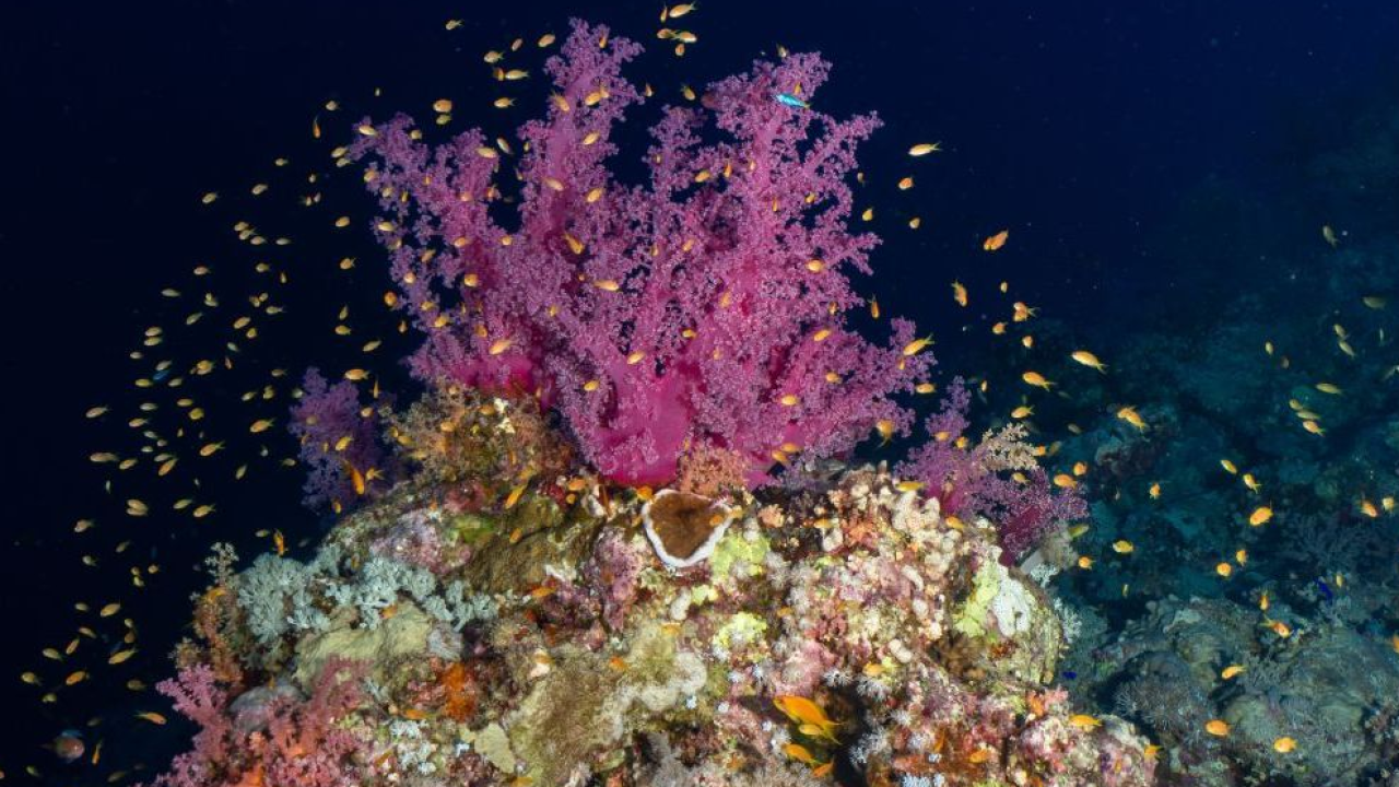 Natale di lusso a Raja Ampat a bordo dello yacht Aqua Blu con KIBO  