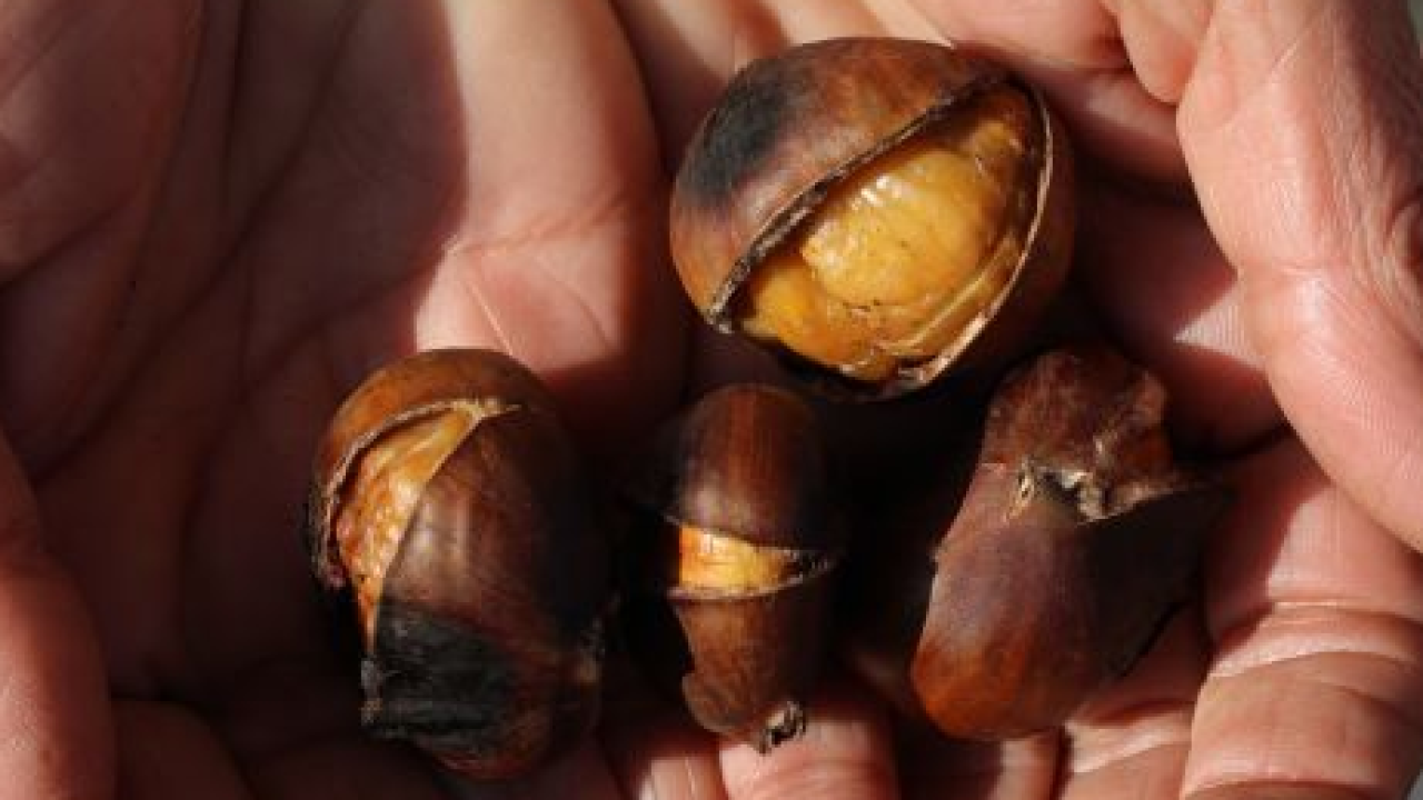 Tradizione e sapori d'autunno in Alto Adige con il Keschtnriggl nella regione di Lana