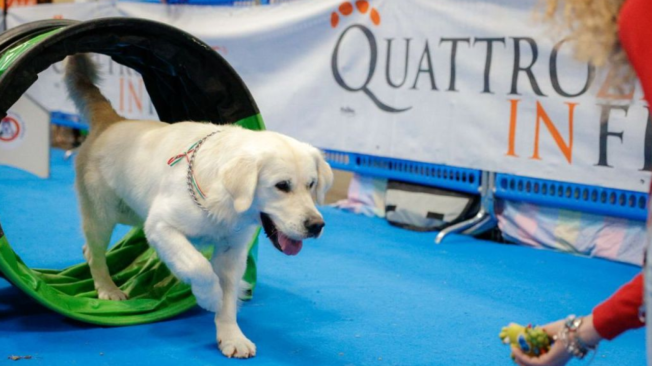 Attenzione speciale per i cani con disabilità e terza età al cinquantesimo Quattrozampeinfiera di Milano