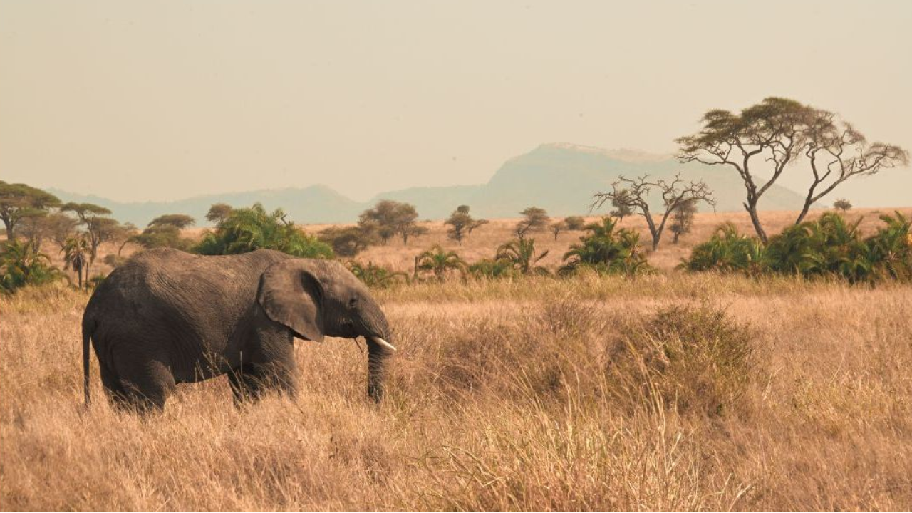 Tanzania deluxe, dal safari alle spiagge dell'oceano indiano tra natura selvaggia e relax di lusso a Zanzibar