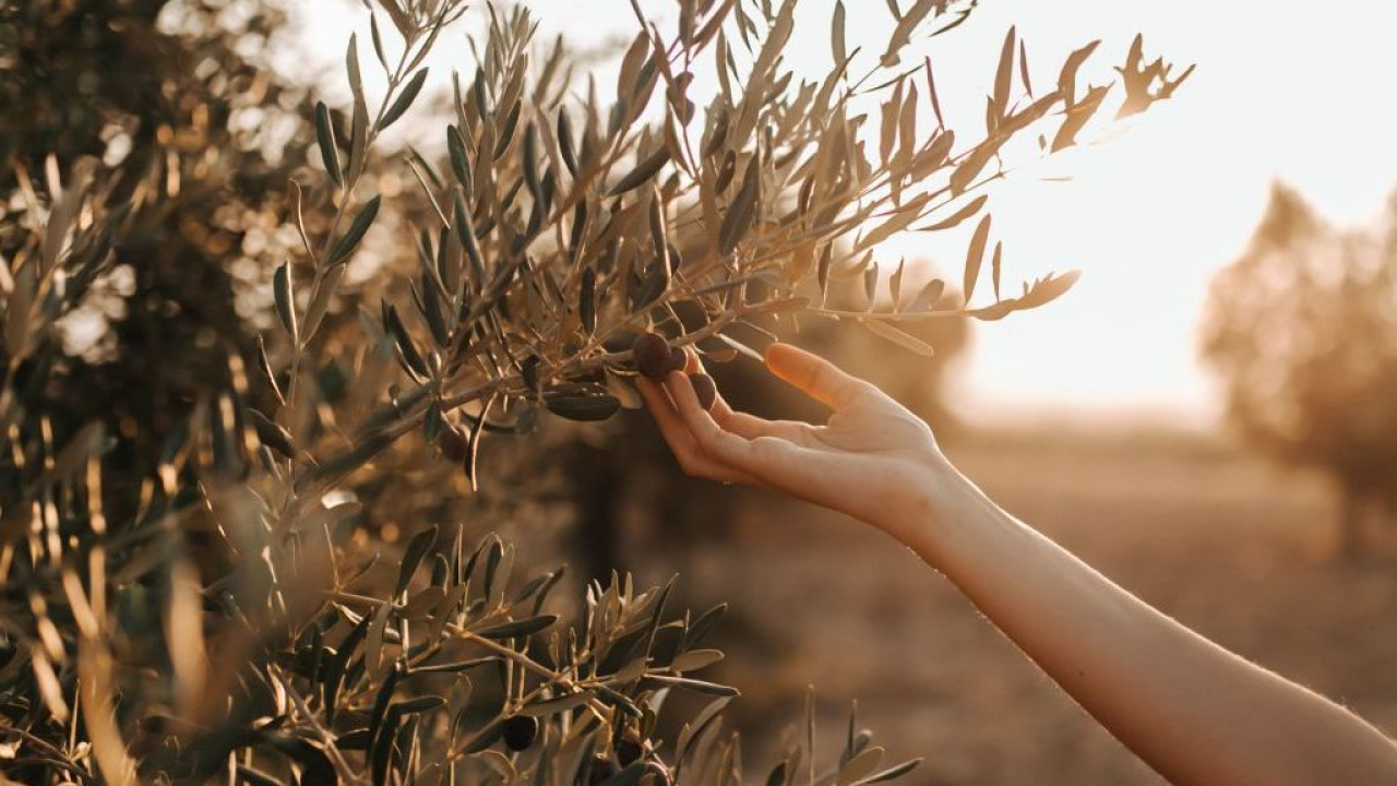 L'oleoturismo protagonista a Evolio Expo 2027: nuova linfa per l'economia locale e le aziende del settore